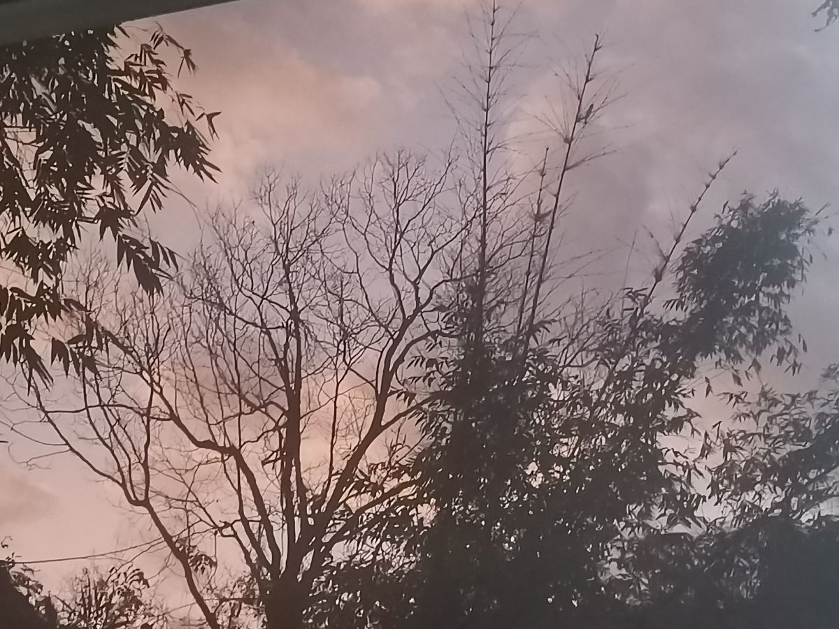 A picture containing tree, outdoor, sky, cloudy

Description automatically generated